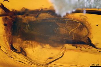 Media type: image;   Entomology PALE-19499
